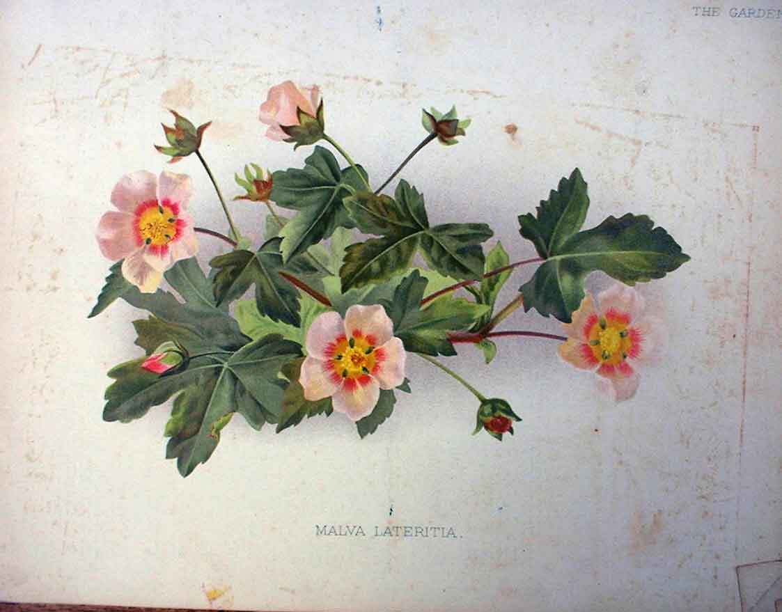 Original Old Antique Print Malva Lateritia Garden C1888 19th Century