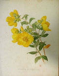 Original Old Antique Print Hypericum Oblongifolium Garden C1888 19th
