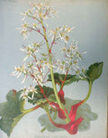 Original Old Vintage Print Saxifraca Fortunei Garden C1888 19th