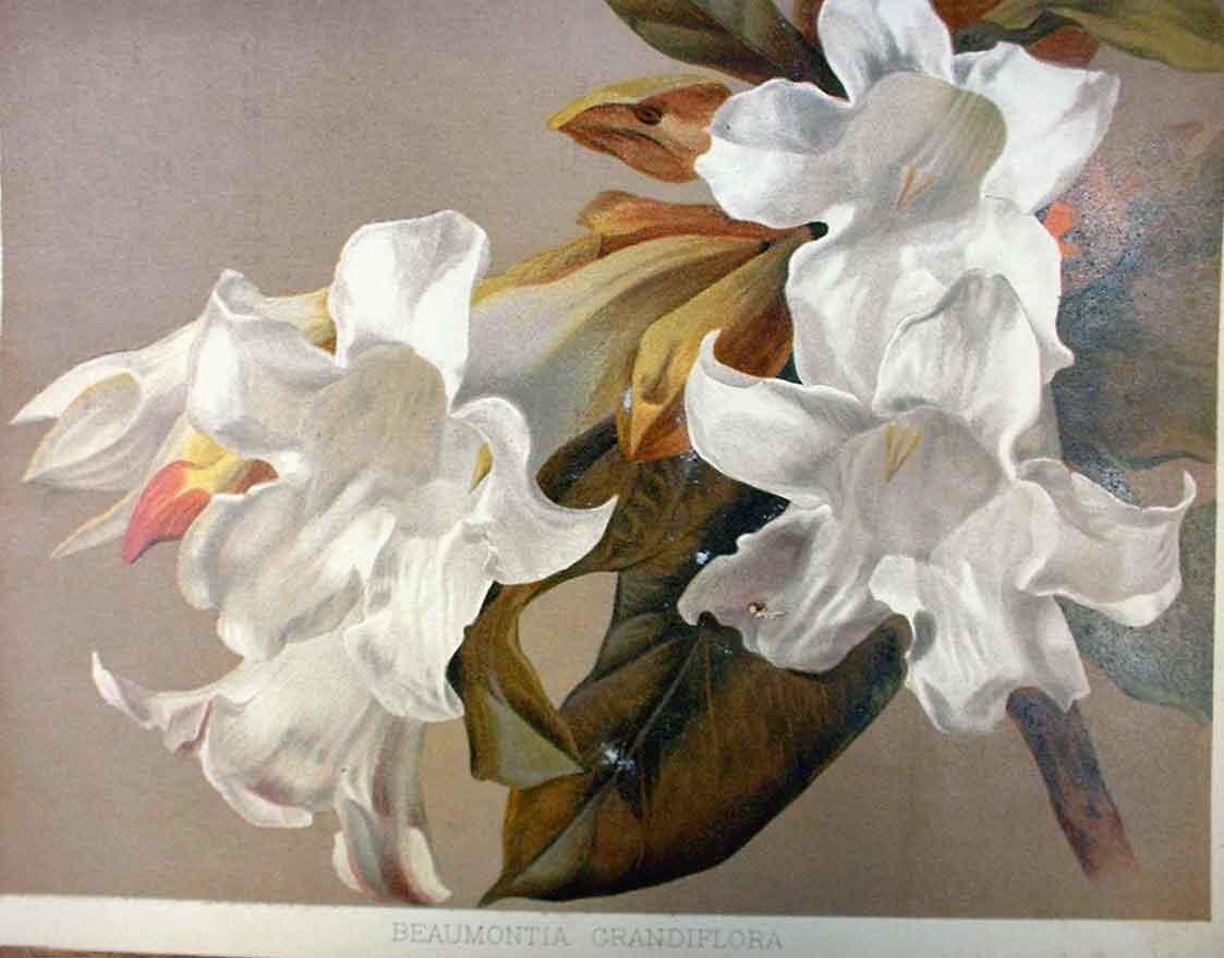 Original Old Antique Print Beaumontia Grandiflora Garden C1888 19th