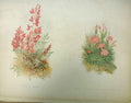 Original Old Antique Print Oxytropis Lamberti Garden C1888 19th