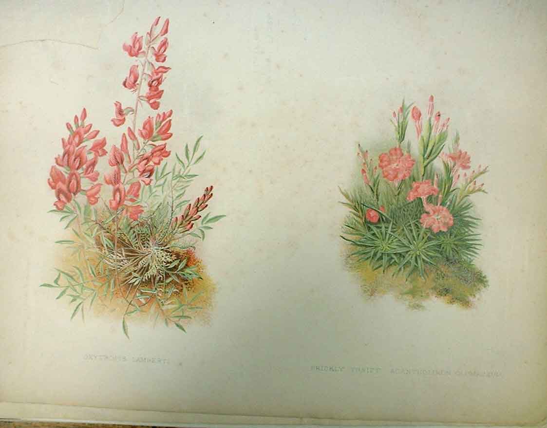 Original Old Antique Print Oxytropis Lamberti Garden C1888 19th
