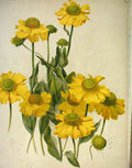 Original Old Antique Print Helenium Autumnale Garden C1888 19th