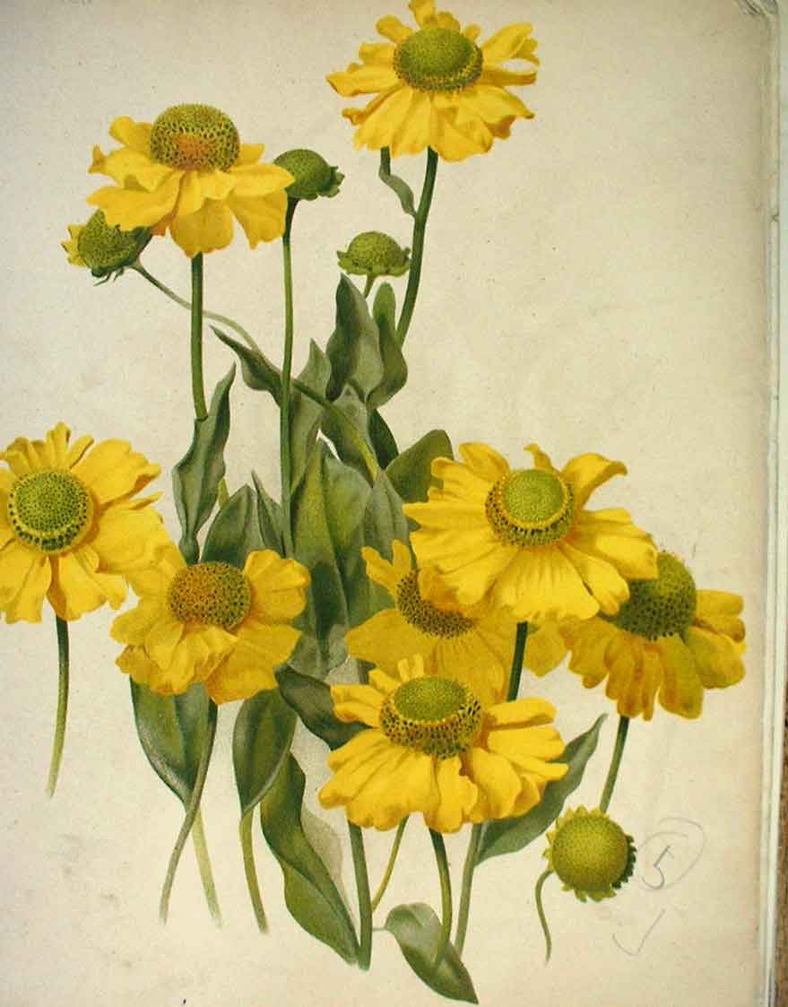 Original Old Antique Print Helenium Autumnale Garden C1888 19th