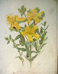 Original Old Antique Print Hypericum Plympicum Garden C1888 19th