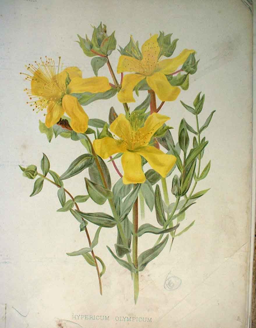 Original Old Antique Print Hypericum Plympicum Garden C1888 19th