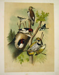 Old Antique Print Woodpeckers Nuthatch Struder Jasper Birds America 1878 19th