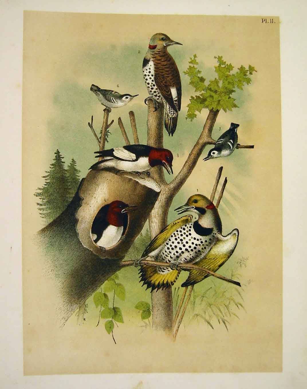 Old Antique Print Woodpeckers Nuthatch Struder Jasper Birds America 1878 19th