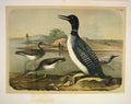 Original Old Antique Print Northern Diver Godwit Jasper Birds America 1878 19th