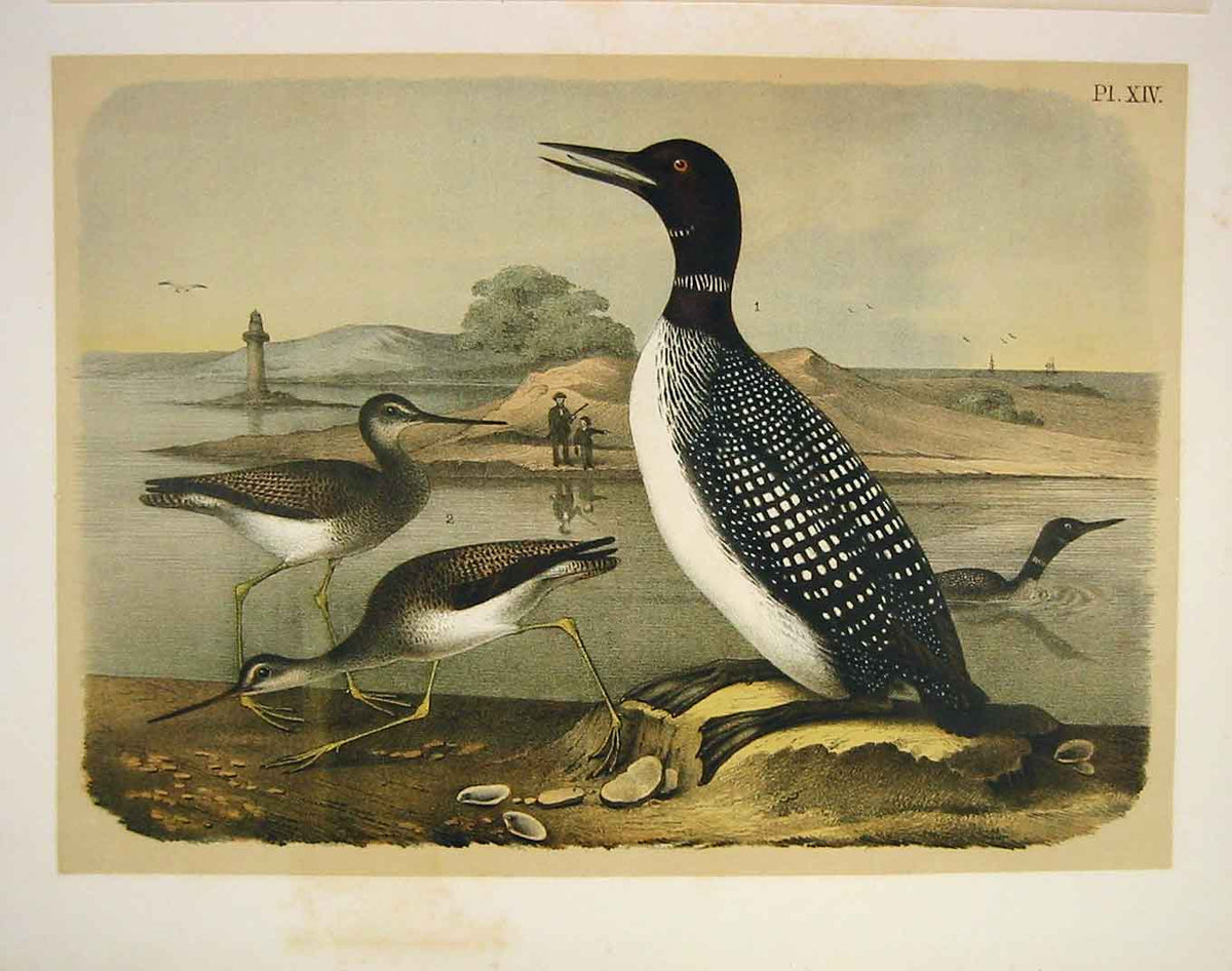 Original Old Antique Print Northern Diver Godwit Jasper Birds America 1878 19th