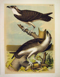 Original Old Antique Print The Fish Hawk Jasper Birds America 1878 Victorian