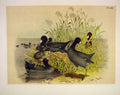 Original Old Antique Print The Cinerous Coot Jasper Birds America 1878 Victorian