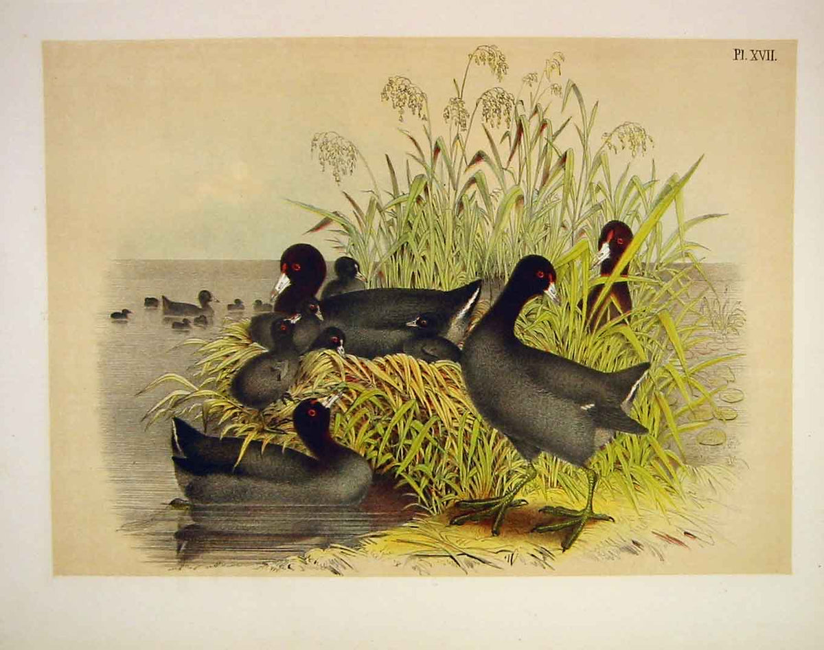 Original Old Antique Print The Cinerous Coot Jasper Birds America 1878 Victorian