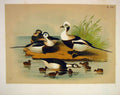 Original Old Vintage Print Long Tailed Duck Jasper Birds America 1878 Victorian
