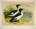 Original Old Antique Print The Gooseander Jasper Birds America 1878 Victorian