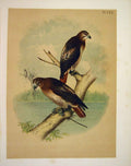 Original Old Antique Print Red Tailed Hawk Jasper Birds America 1878 Victorian