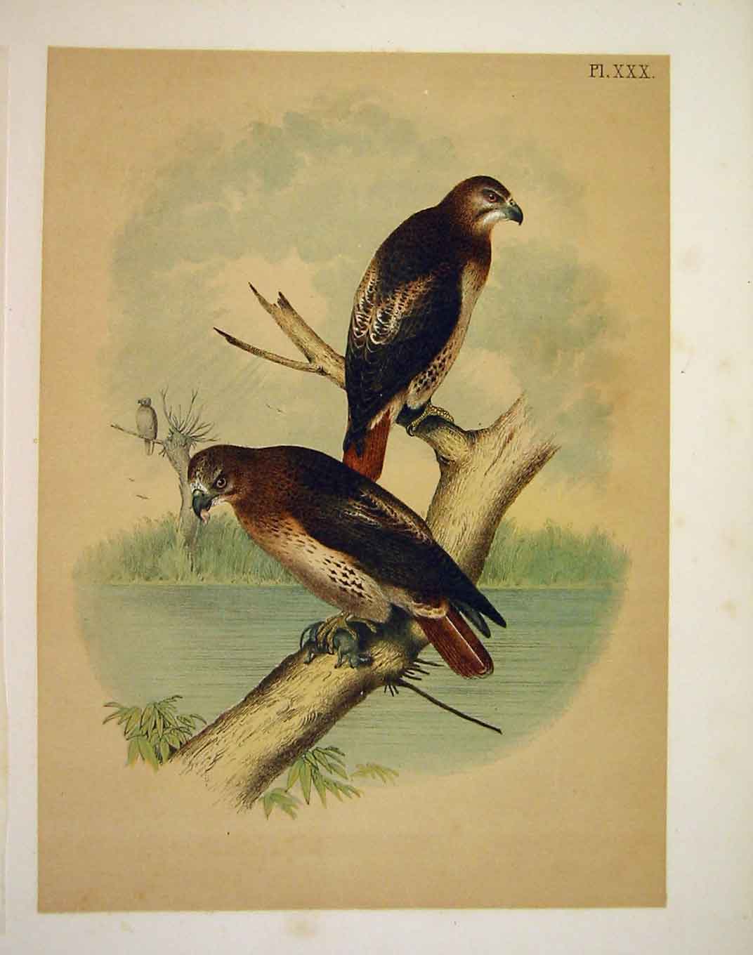 Original Old Antique Print Red Tailed Hawk Jasper Birds America 1878 Victorian