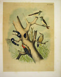 Original Old Antique Print Fly Catcher Woodpecker Chicadee Birds America 1878