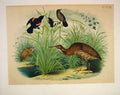 Original Old Antique Print Bittern Starling Jasper Birds America 1878 Victorian