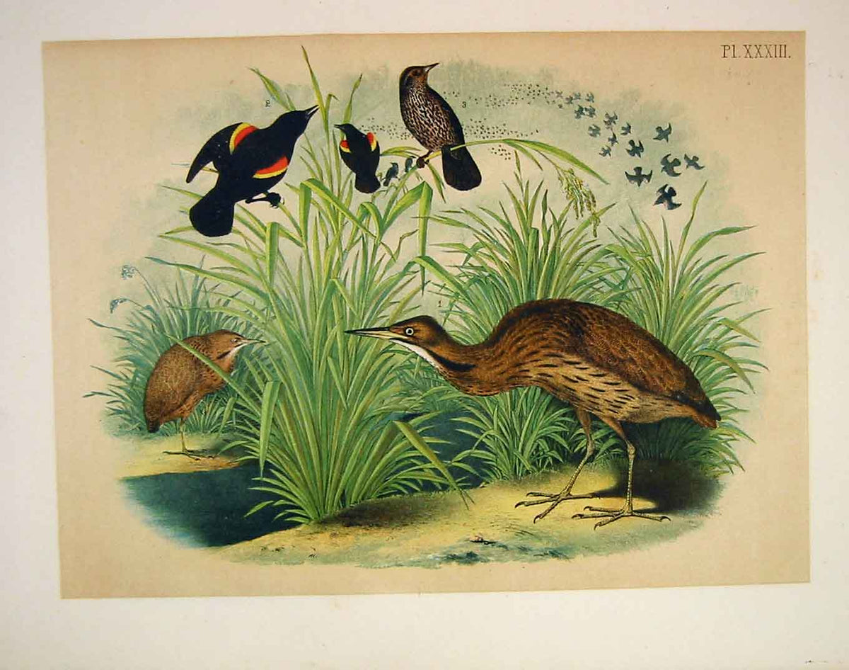 Original Old Antique Print Bittern Starling Jasper Birds America 1878 Victorian