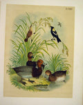 Original Old Antique Print Red Head Duck Bobolink Jasper Birds America 1878 19th