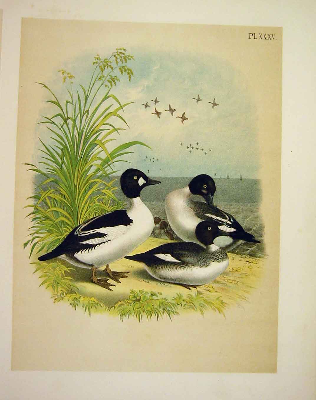 Original Old Antique Print Gen Eye Duck Jasper Birds America 1878 19th