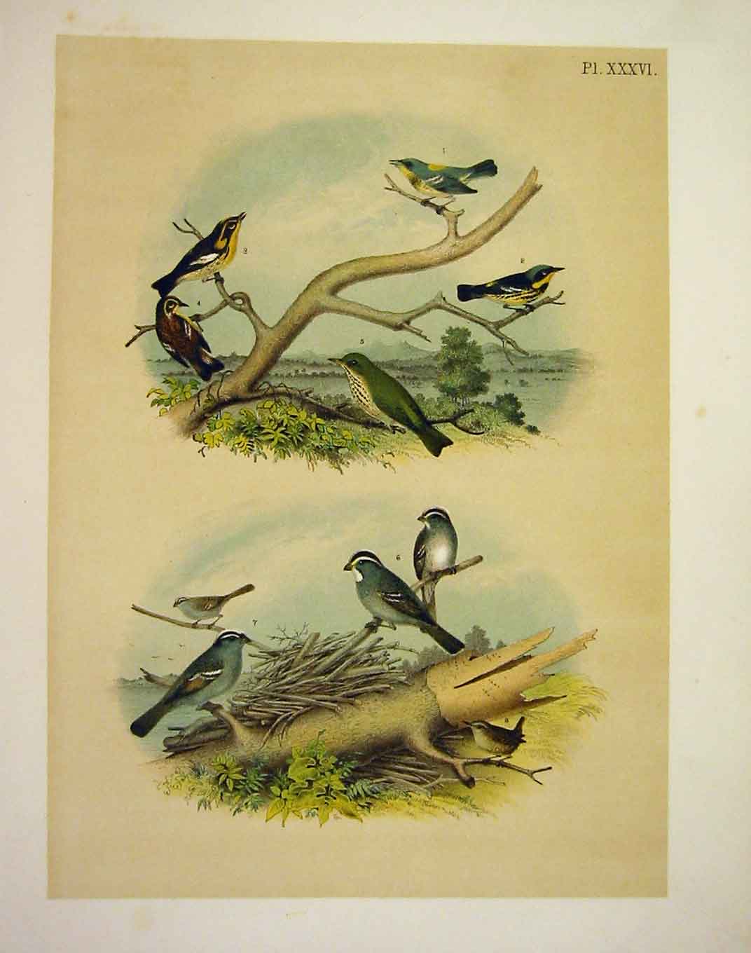 Old Antique Print Warbler Thrush Sparrow Wren Jasper Birds O America 1878 19th