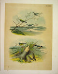 Original Old Antique Print GnatcatcherWarblers Thrush Birds America 1878