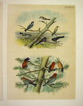 Original Old Antique Print 10 Warblers & Grosbeak Jasper Birds America 1878