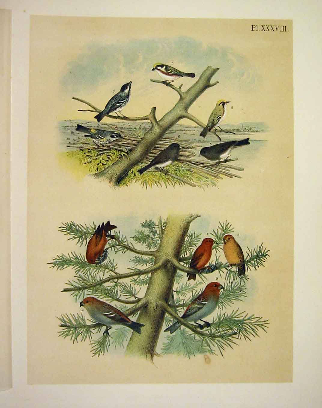 Original Old Antique Print 10 Warblers & Grosbeak Jasper Birds America 1878