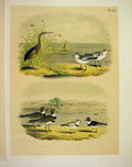 Original Old Antique PrintPloves From Studer Jasper Birds America 1878