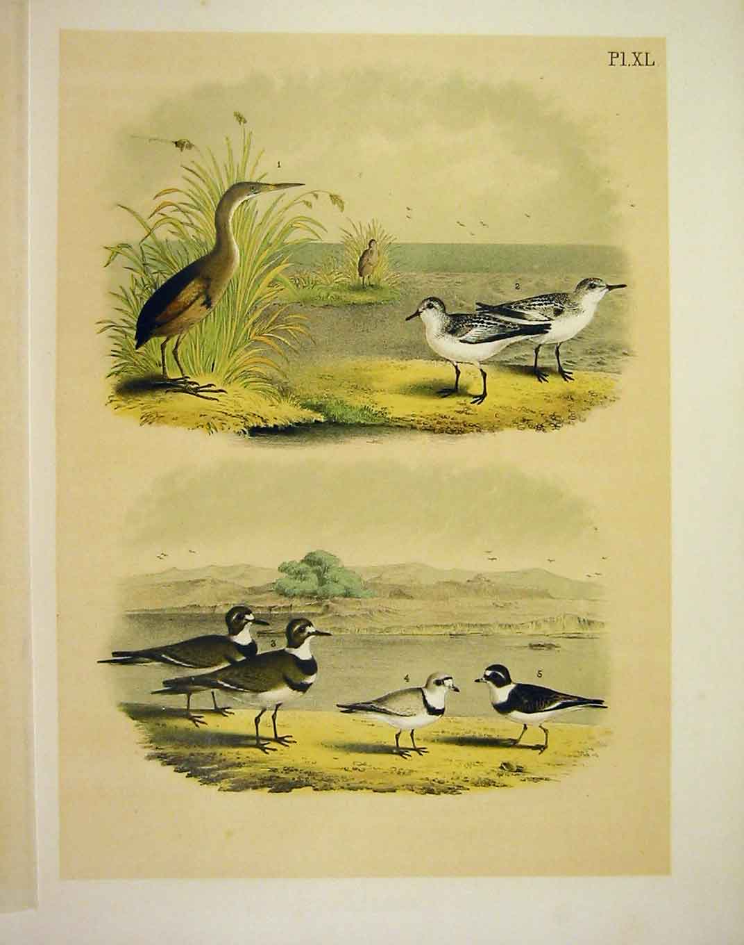 Original Old Antique PrintPloves From Studer Jasper Birds America 1878