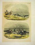 Original Old Vintage PrintPlover From Jasper Birds America 1878
