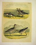 Original Old Antique Print Turnstone Curlew Jasper Birds America 1878 Victorian
