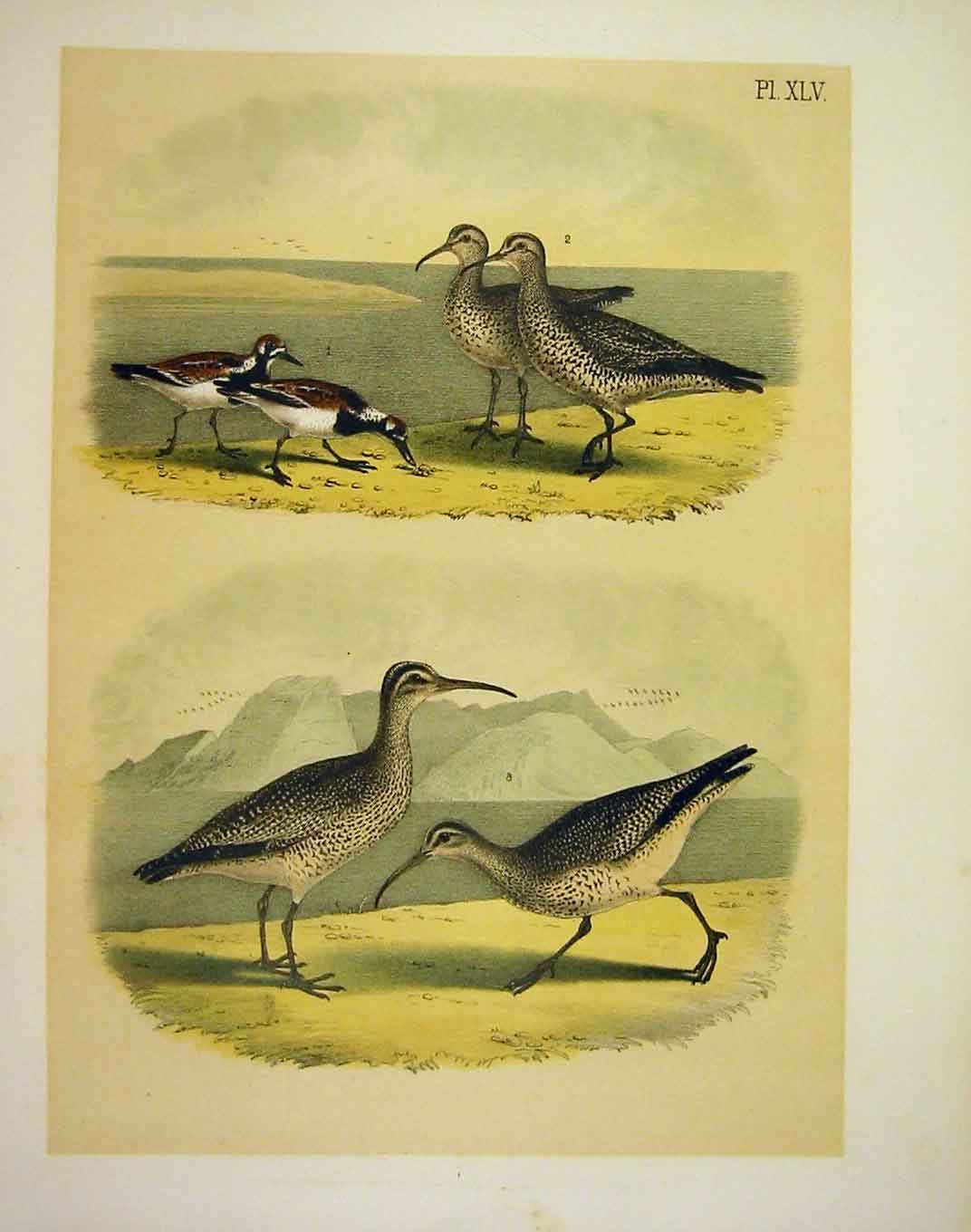 Original Old Antique Print Turnstone Curlew Jasper Birds America 1878 Victorian