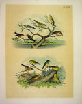 Original Old Antique Print 12 Warblers Studer-Jasper Birds America 1878