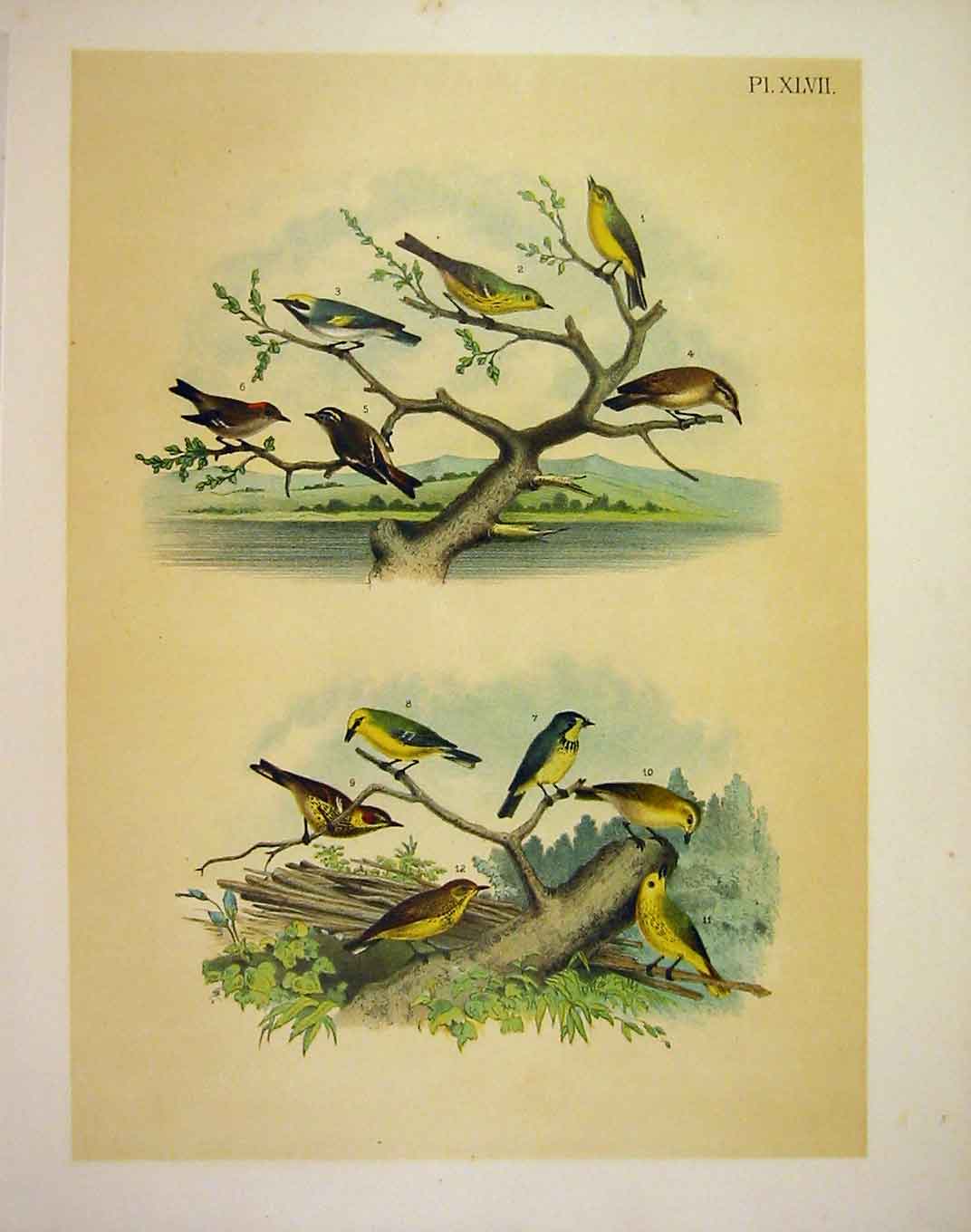 Original Old Antique Print 12 Warblers Studer-Jasper Birds America 1878