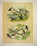 Original Old Antique Print Finches Sparrows Linets Jasper Birds America 1878