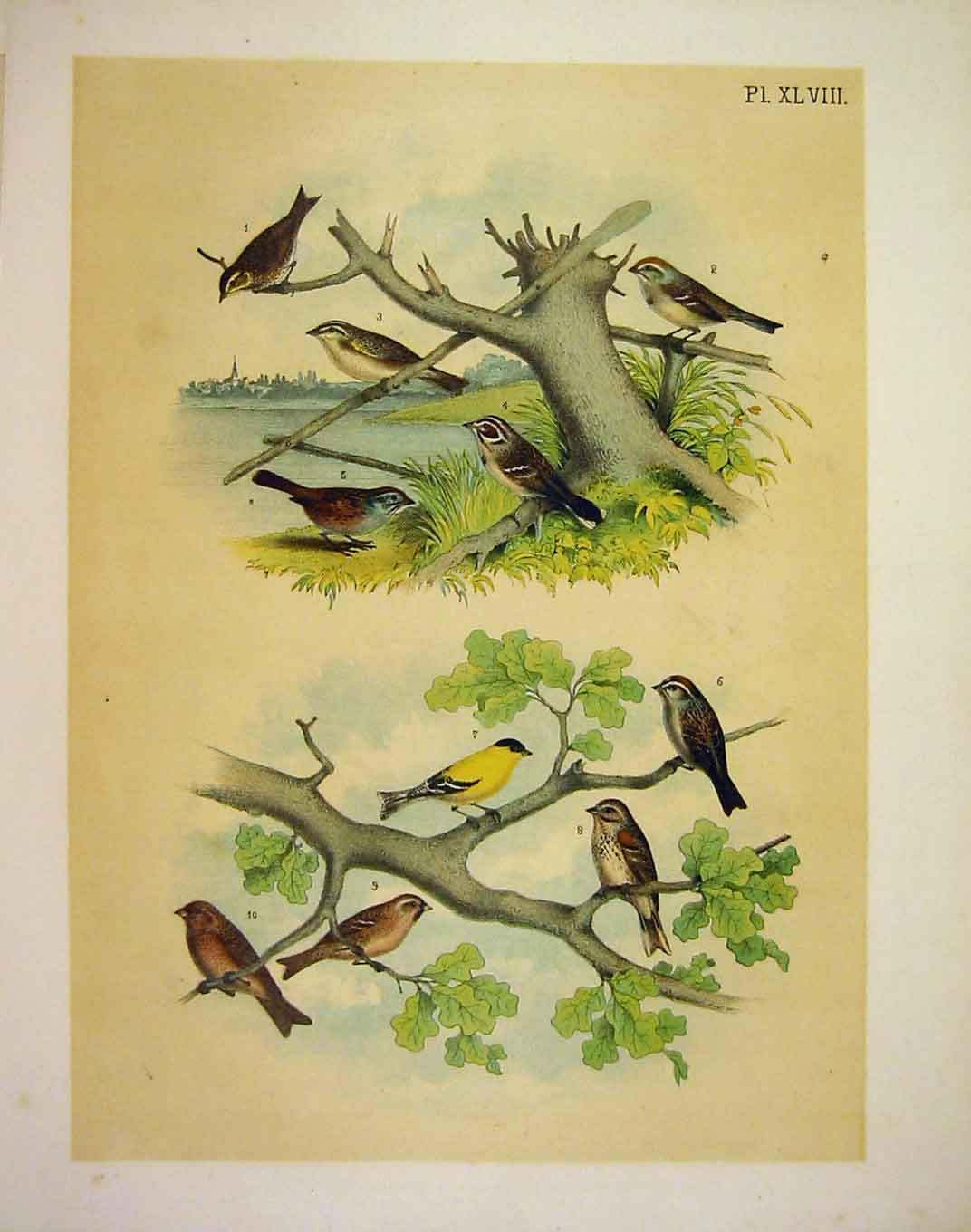 Original Old Antique Print Finches Sparrows Linets Jasper Birds America 1878