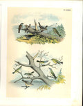 Original Old Antique Print 10 Sparrow Finch Vireo Jasper Birds America 1878