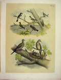 Original Old Antique Print Flycatcher Powee Carolina Dove Birds America 1878