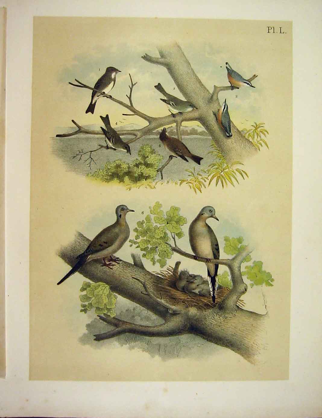 Original Old Antique Print Flycatcher Powee Carolina Dove Birds America 1878