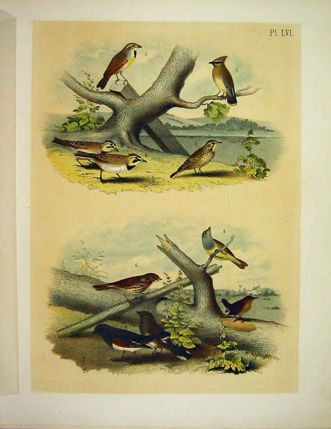 Original Old Antique Print Cedar Bunting Lark Warbler Birds America 1878 19th