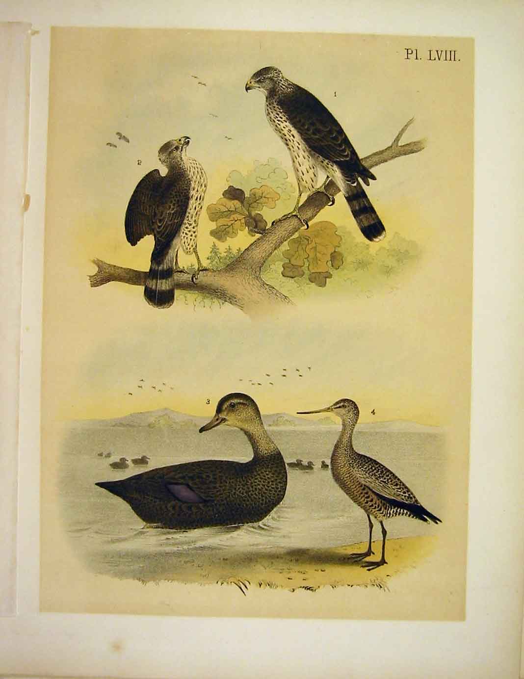 Original Old Antique Print Pigeon Hawk Buzzard Jasper Birds America 1878 19th