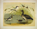 Original Old Vintage Print White Front Goose Wren Tern Birds America 1878 19th