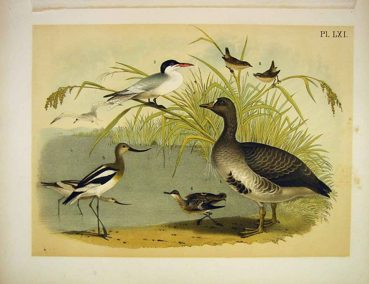 Original Old Vintage Print White Front Goose Wren Tern Birds America 1878 19th