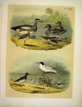 Original Old Antique Print Widgeon Teal Snipe Thrush Turnstone Birds America