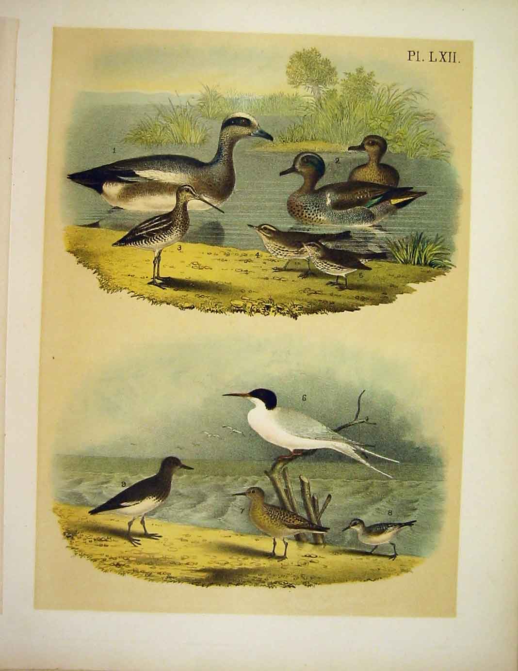 Original Old Antique Print Widgeon Teal Snipe Thrush Turnstone Birds America