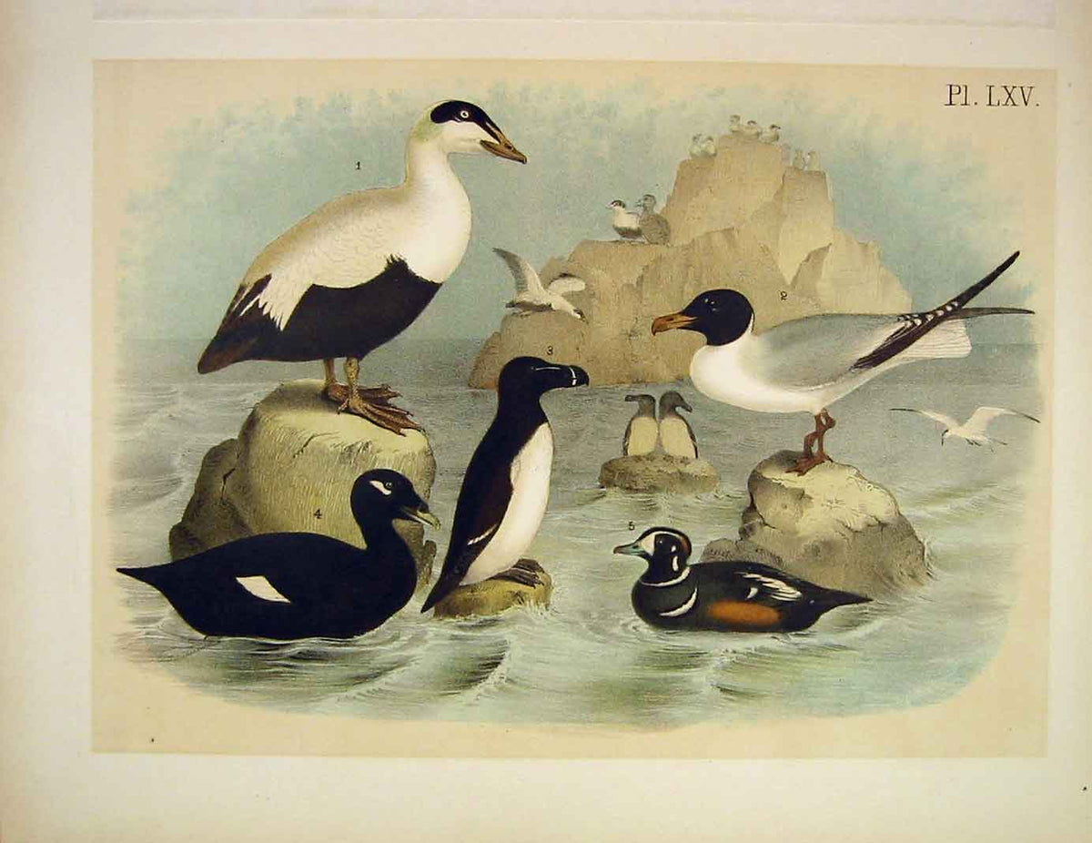 Original Old Antique Print Eider Duck Auk Harlequin Jasper Birds America 1878