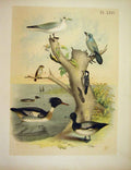 Original Old Antique Print Florida Jay Bahama Creeper Jasper Birds America 1878